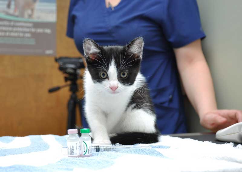 Carousel Slide 4: Cat veterinary care