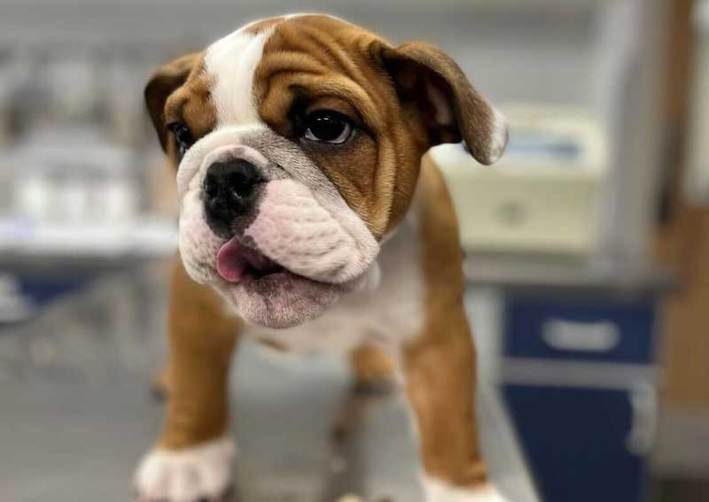 Carousel Slide 6: Dog veterinary care